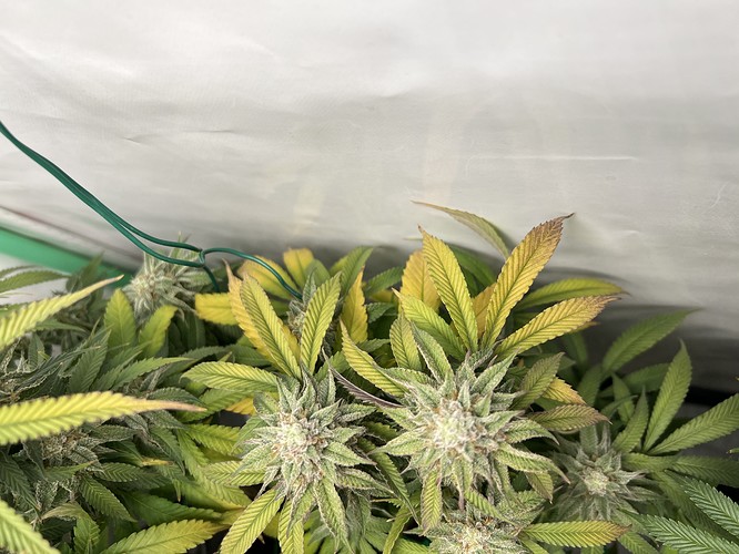 Growreport Bild 3