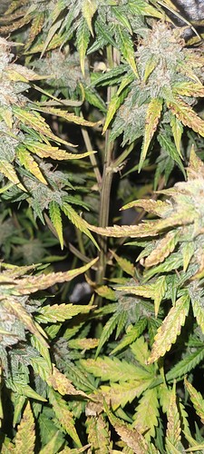 Growreport Bild 15
