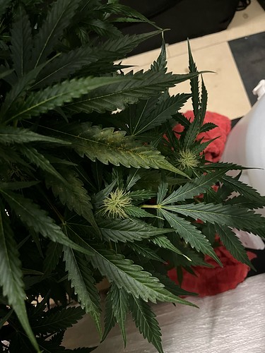 hinten rechts Mangel