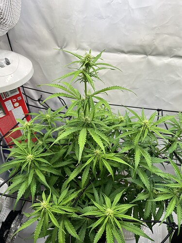 Growreport Bild 2