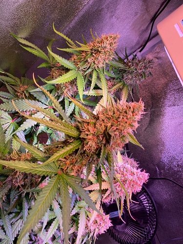 Growreport Bild 40