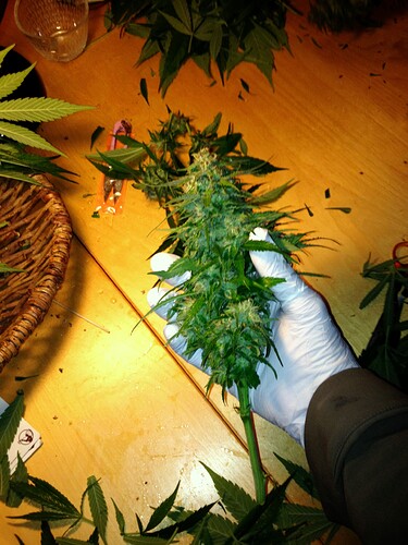 Growreport Bild 2