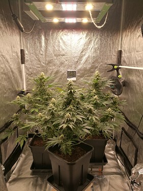 Growreport Bild 9