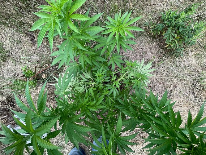 Growreport Bild 30
