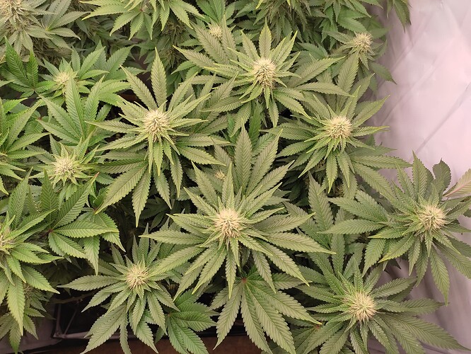 Growreport Bild 6