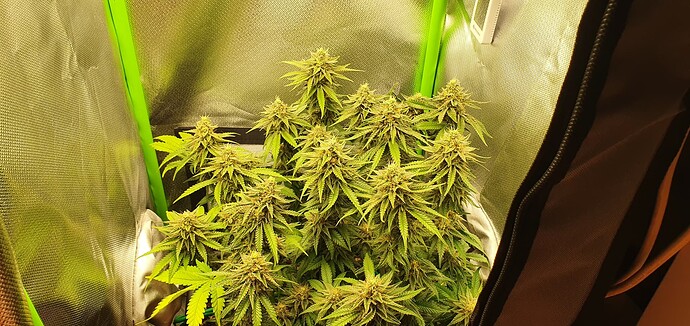 Growreport Bild 1