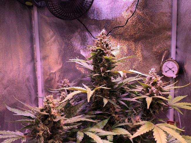 Growreport Bild 17