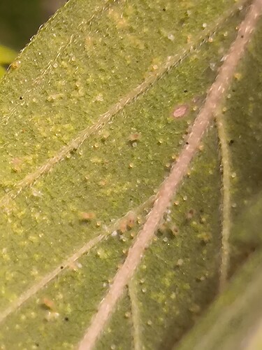 Growreport Bild 1