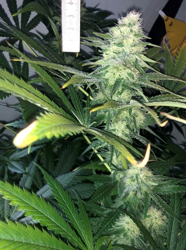 Growreport Bild 3