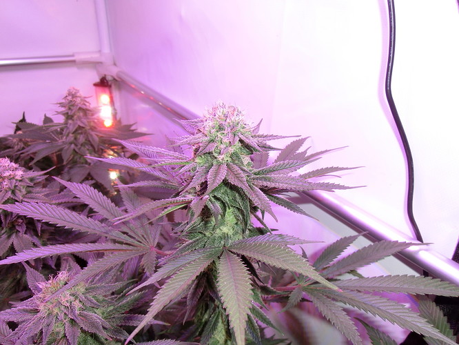 Growreport Bild 8