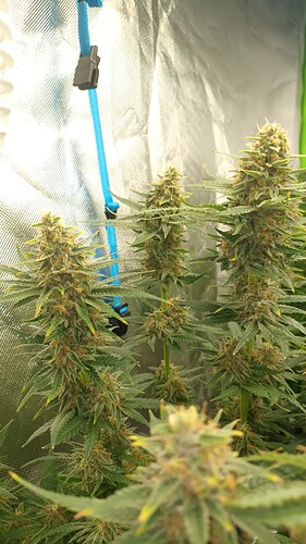 Growreport Bild 9