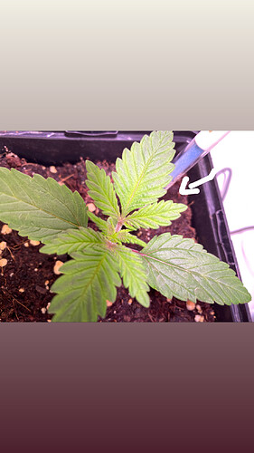Growreport Bild 1