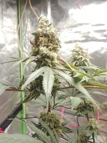 Growreport Bild 3