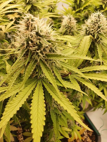 16392413348002586495308495748355