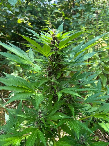 Growreport Bild 4