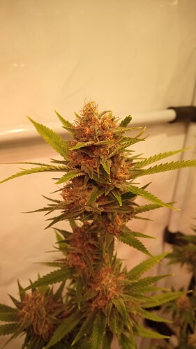 Growreport Bild 53