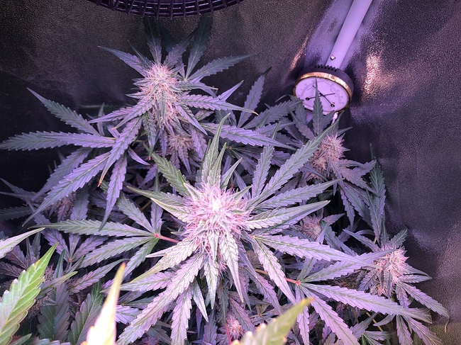 Growreport Bild 19