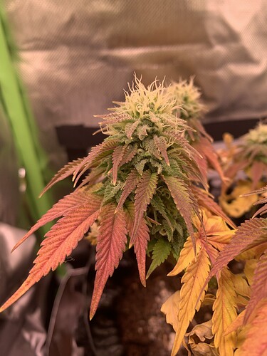 Growreport Bild 3