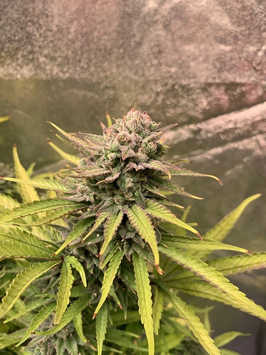 Growreport Bild 26