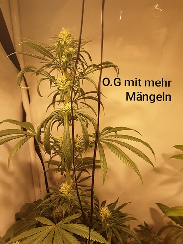 Growreport Bild 3