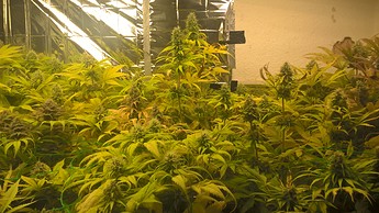 Growreport Bild 9