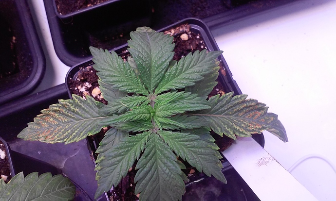 Growreport Bild 7