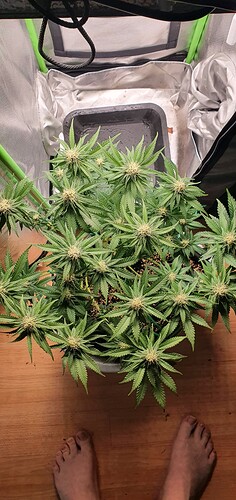 Growreport Bild 2
