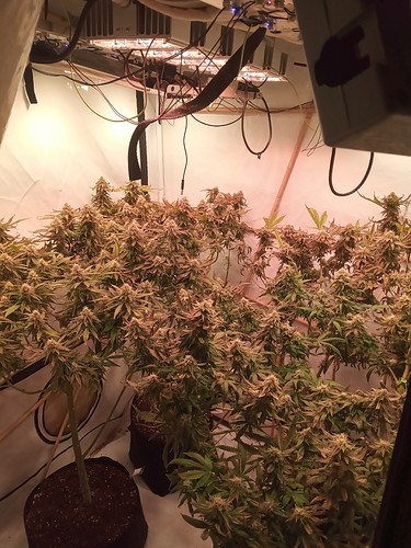 Growreport Bild 8