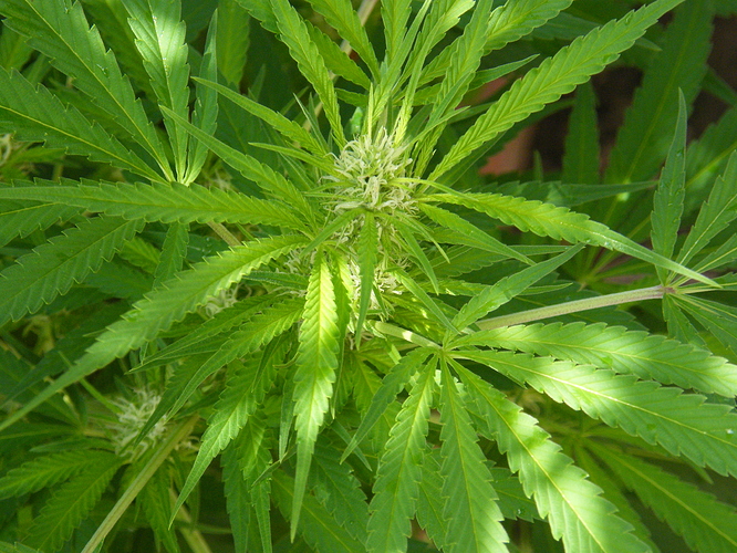 DSCF2243