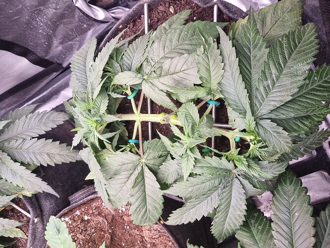 Growreport Bild 8