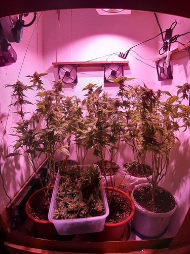 Growreport Bild 4