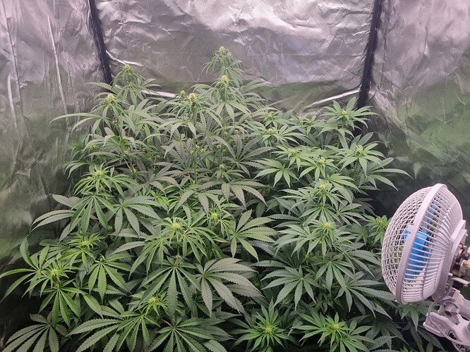 Growreport Bild 49
