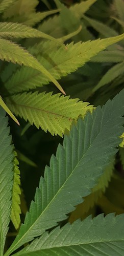 Growreport Bild 12