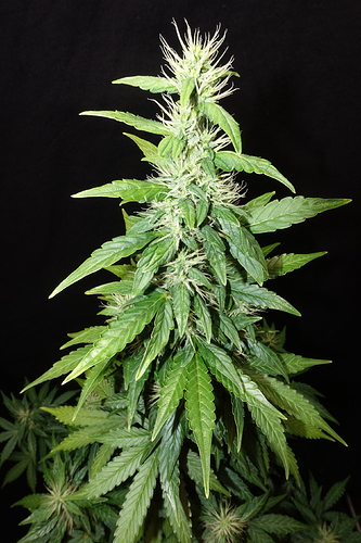 Growreport Bild 24
