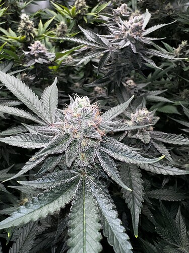Growreport Bild 14