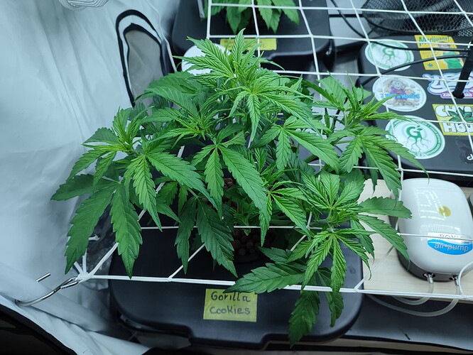 Growreport Bild 39