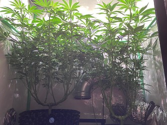 Growreport Bild 2