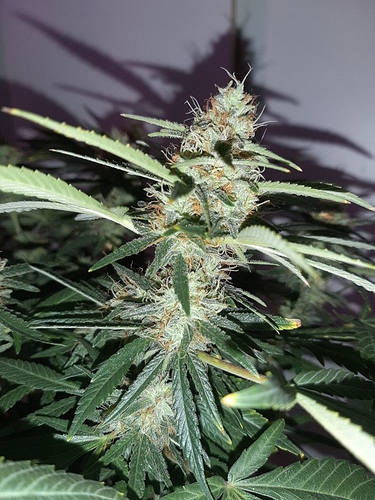 Growreport Bild 3