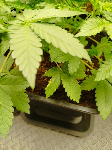 Growreport Bild 1