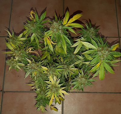 Growreport Bild 14