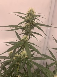 Growreport Bild 10