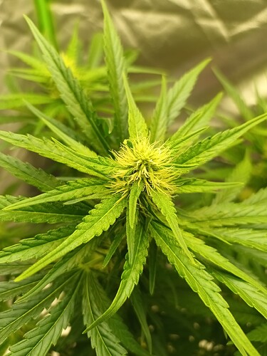 Growreport Bild 2