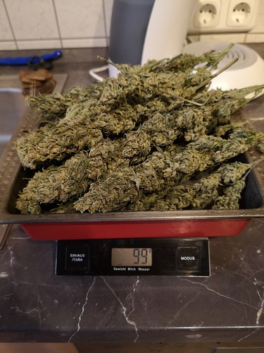 Growreport Bild 9