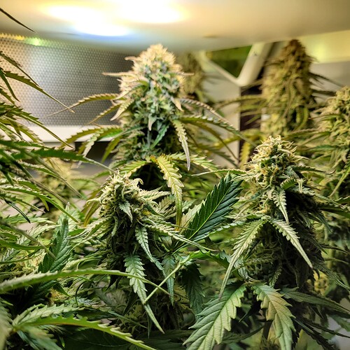 Growreport Bild 1