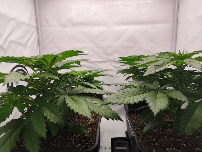 Growreport Bild 4