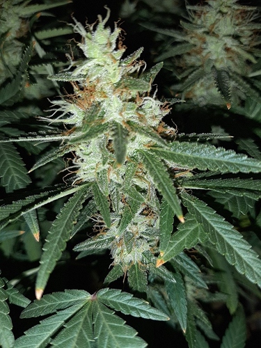 Growreport Bild 8