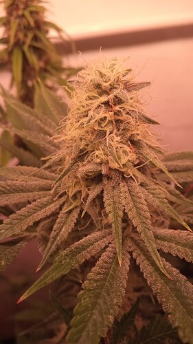 Growreport Bild 7