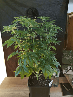 Growreport Bild 7