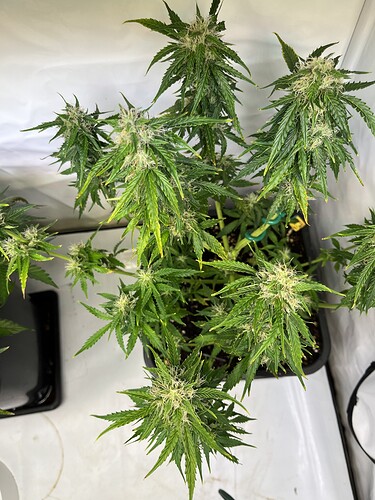 Growreport Bild 12