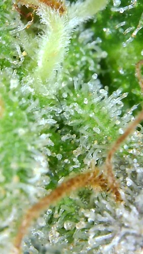 Growreport Bild 52